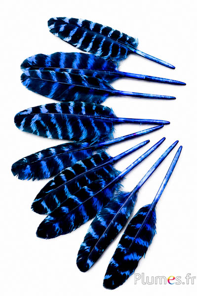Kalkoen - 10-15 cm - turquoise